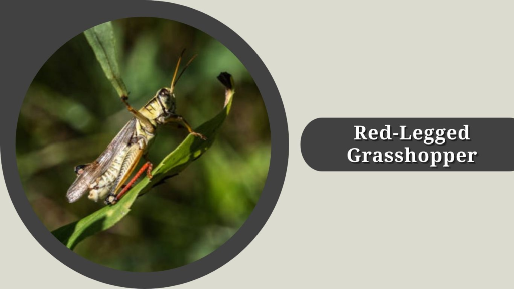 Red-Legged Grasshopper 