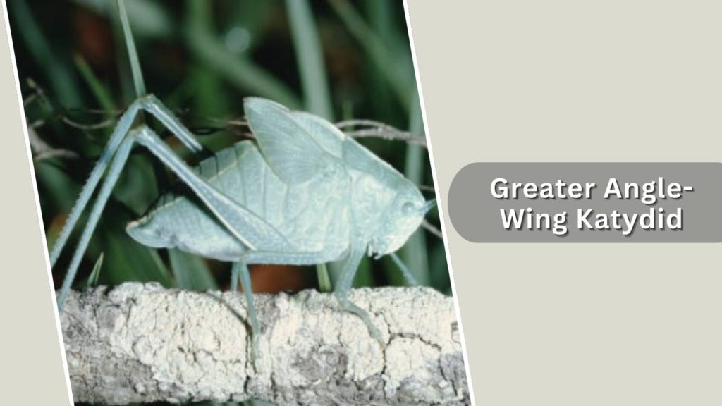Greater Angle-Wing Katydid