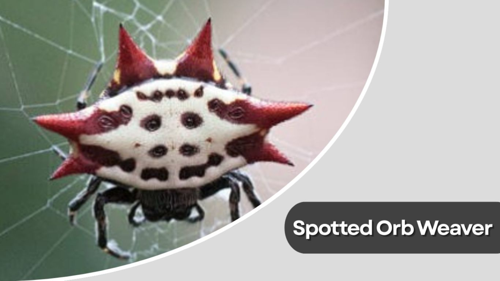 Spotted Orb Weaver