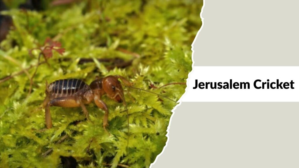 Jerusalem Cricket