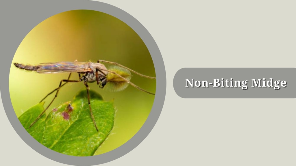  Non-Biting Midge