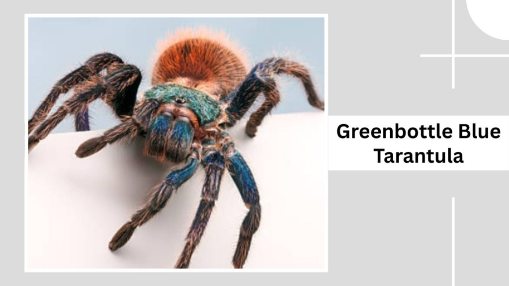 Greenbottle Blue Tarantula