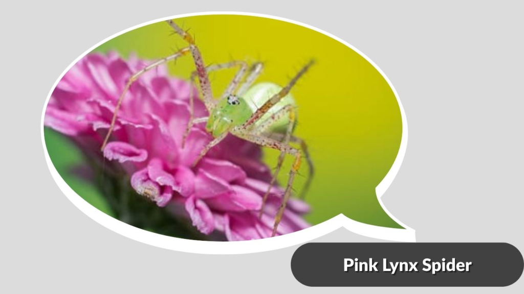 Pink Lynx Spider