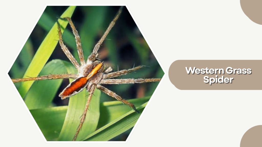 Western Grass Spider