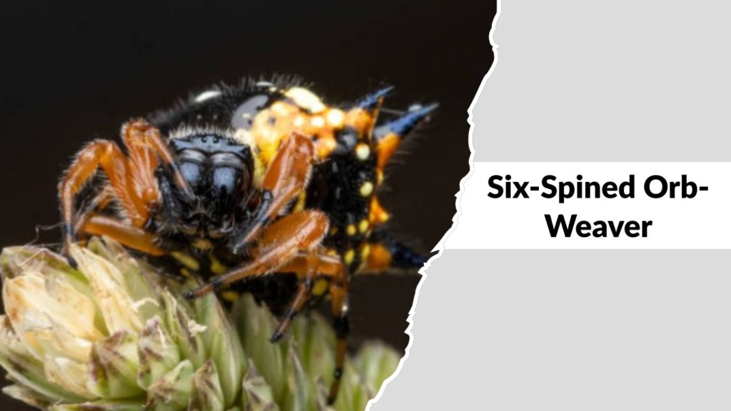 Six-Spined Orb-Weaver