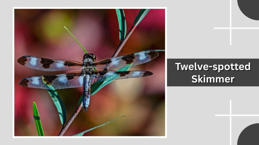 Twelve-spotted Skimmer