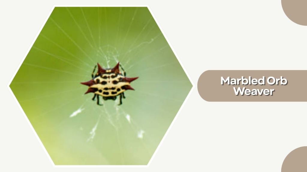 Marbled Orb Weaver