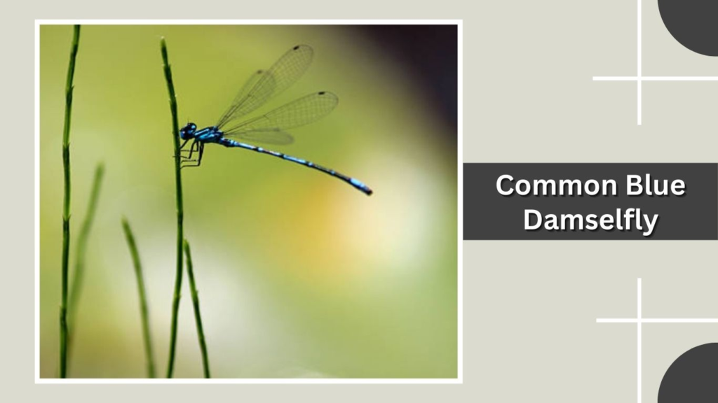 Common Blue Damselfly