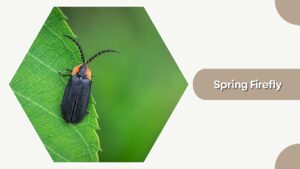 12 Types of Firefly: Species Identification with Pictures