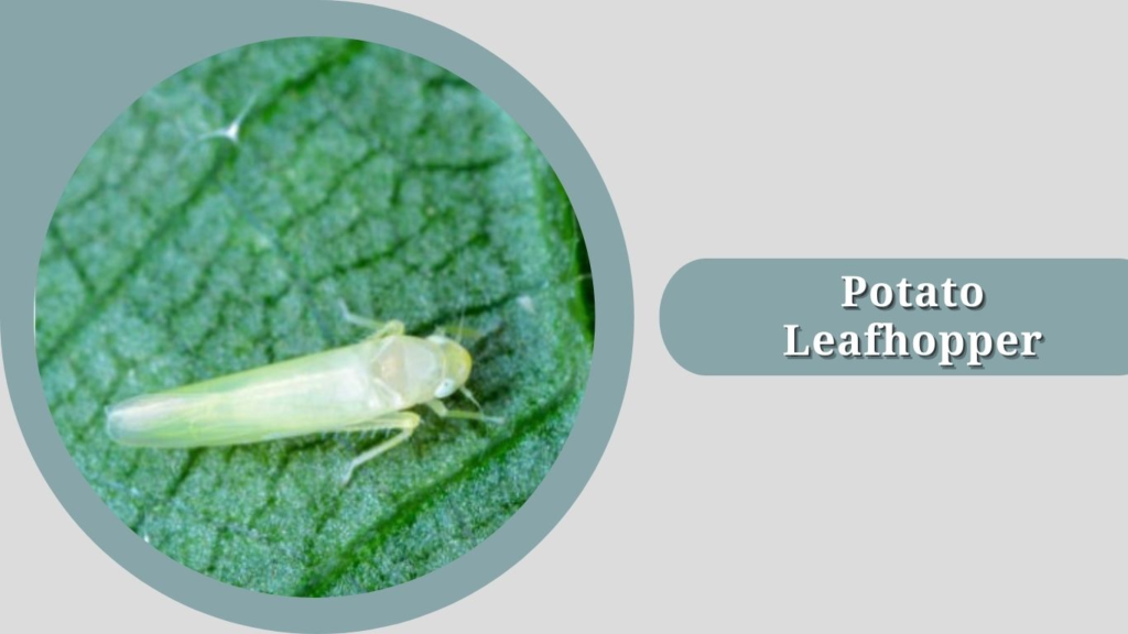 Potato Leafhopper