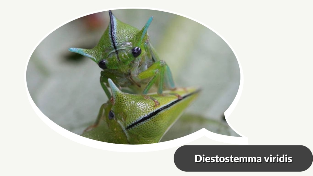 Diestostemma viridis