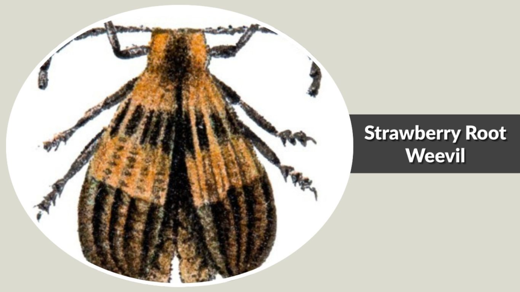 Strawberry Root Weevil