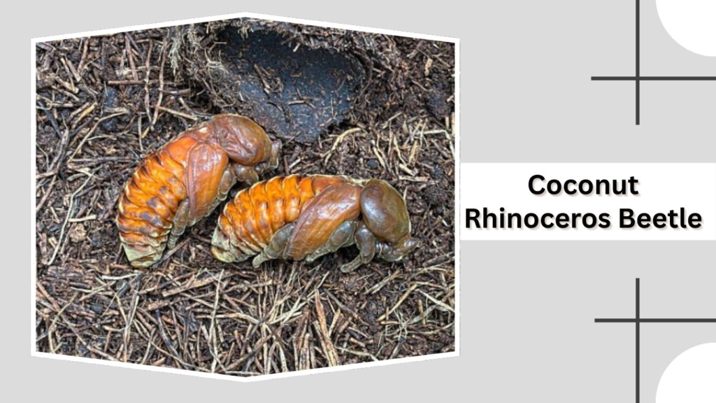 Coconut Rhinoceros Beetle