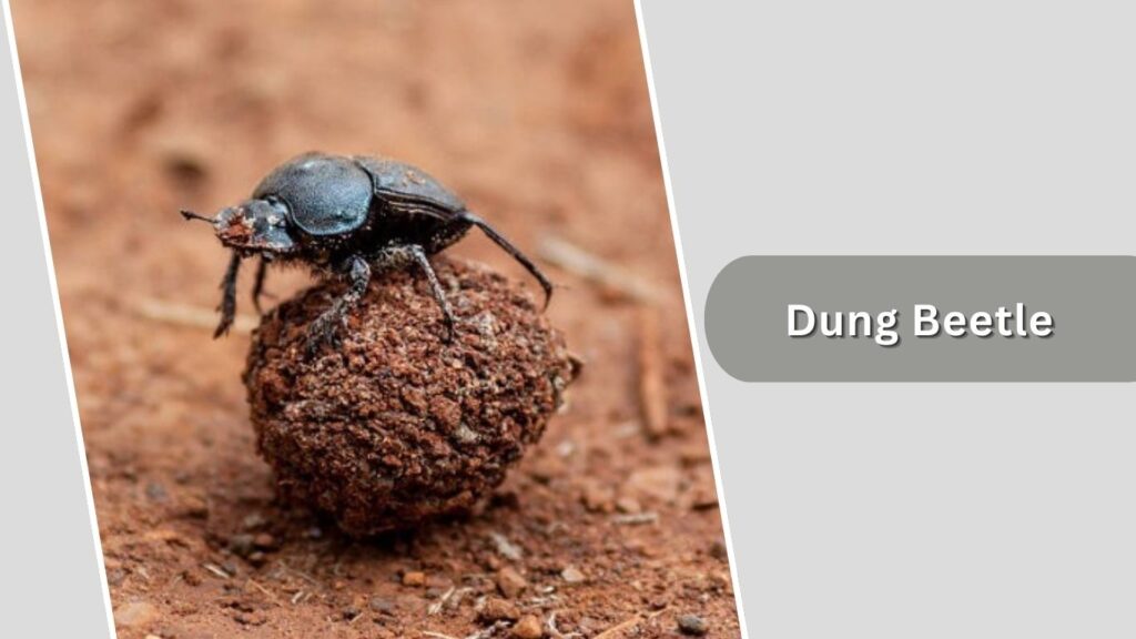Dung Beetle