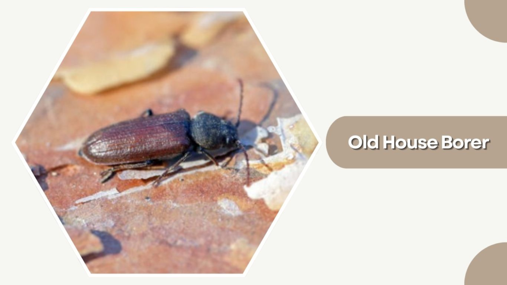 Old House Borer