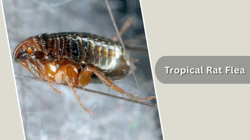 Tropical Rat Flea Tropical Rat Flea