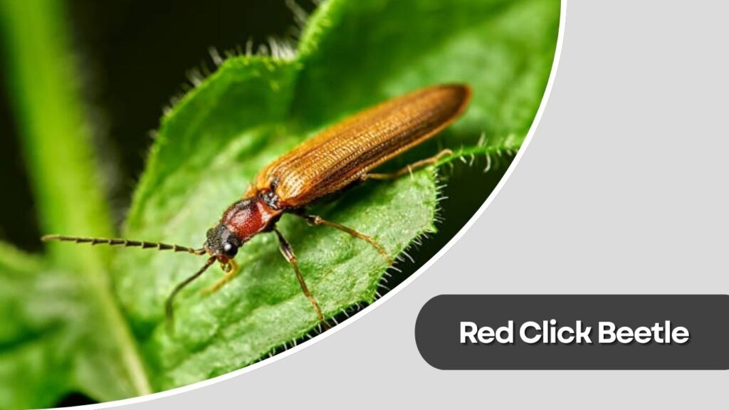 Red Click Beetle
