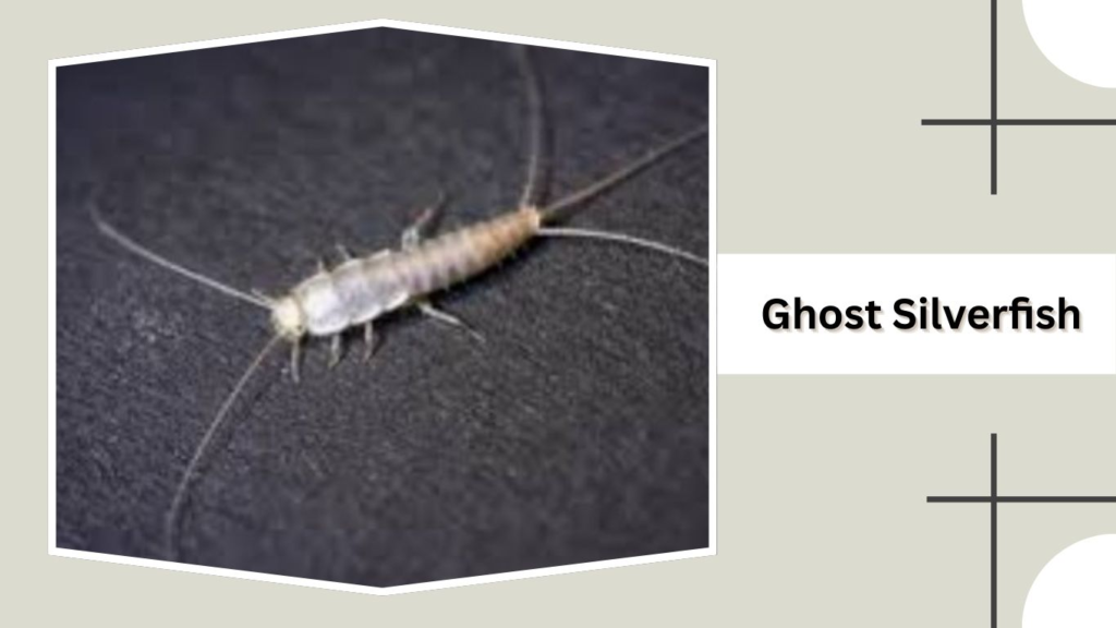 Ghost Silverfish