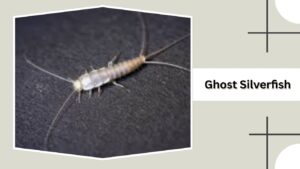 White Fish Insect 17 Common Types of Silverfish Insects: Identification, Larvae, Habitat ...