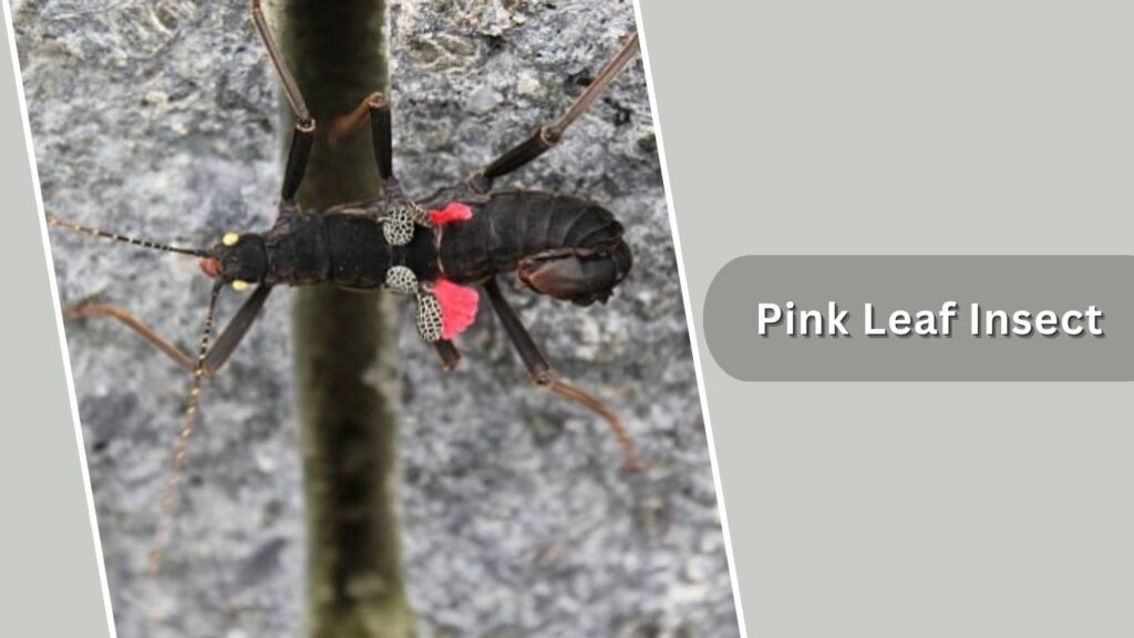 Pink Leaf Insect 