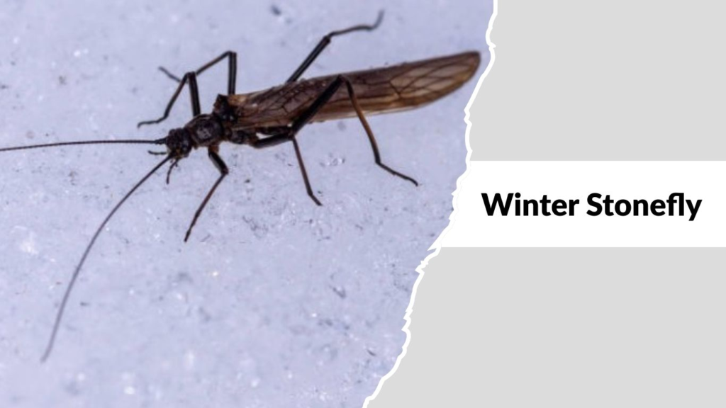Winter Stonefly