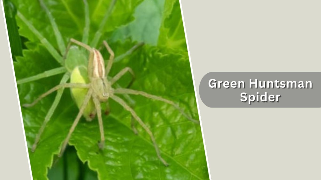Green Huntsman Spider