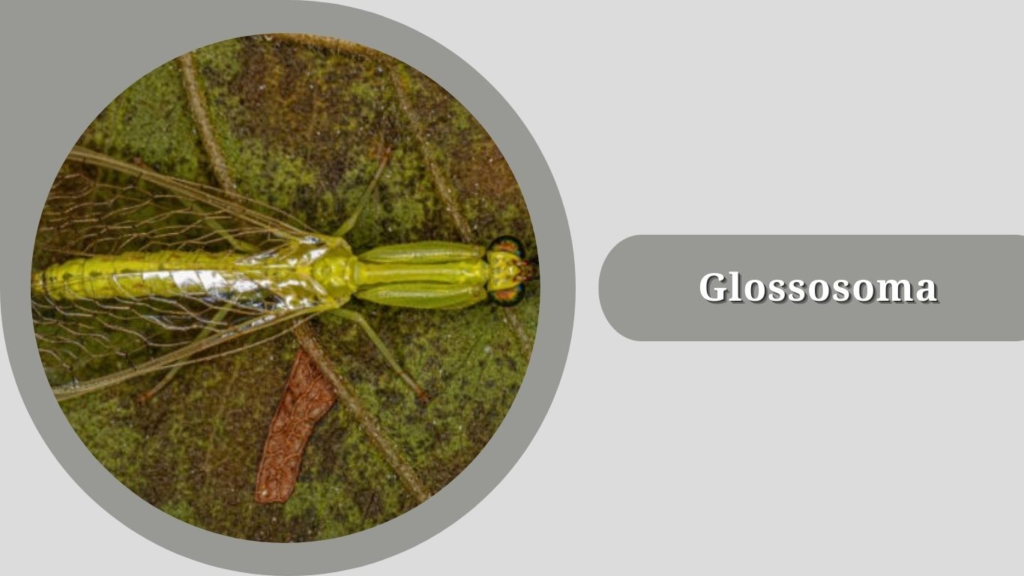 Glossosoma