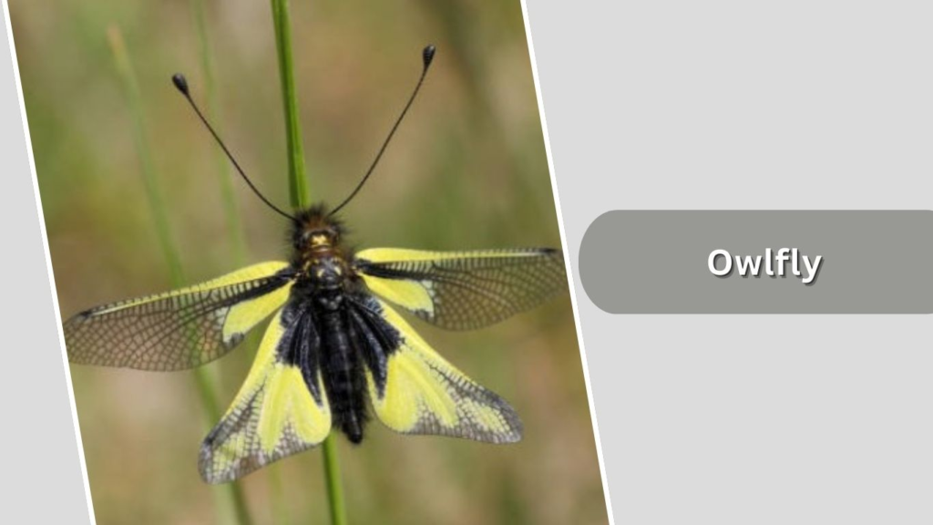 Owlfly
