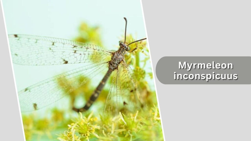 Myrmeleon inconspicuus