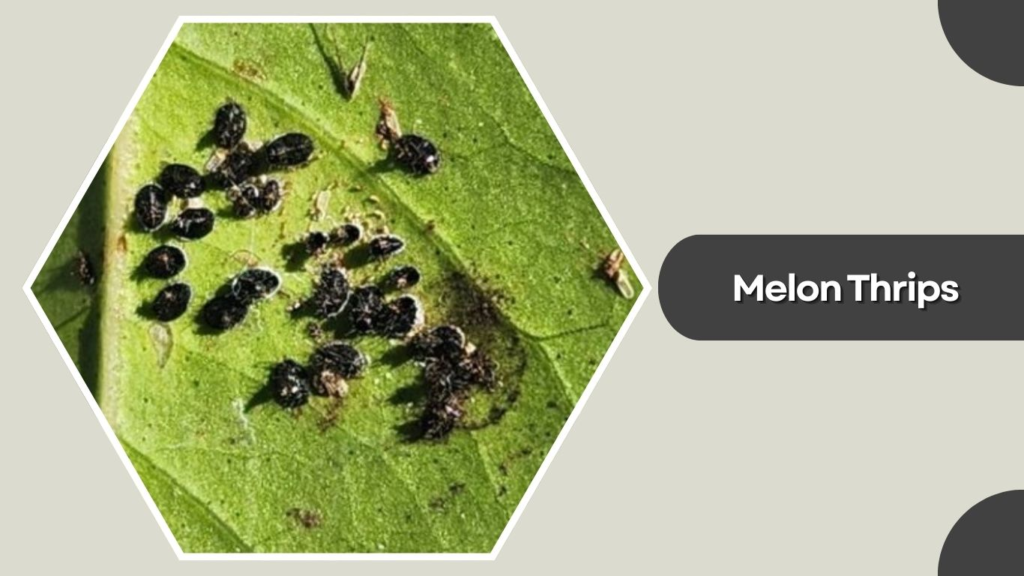 Melon Thrips