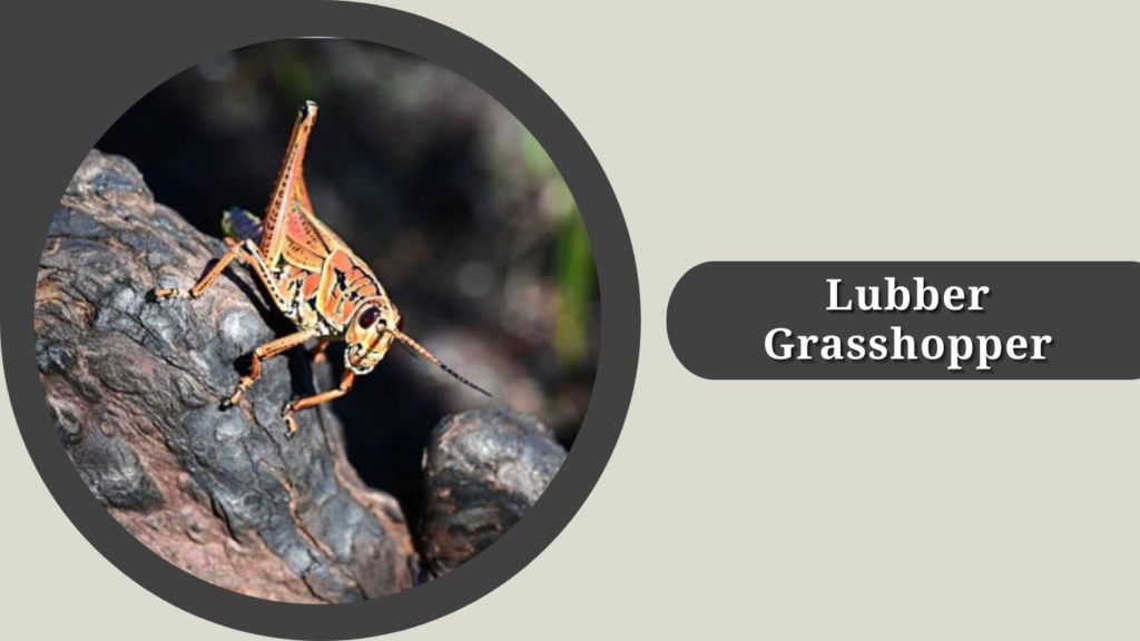 Lubber Grasshopper