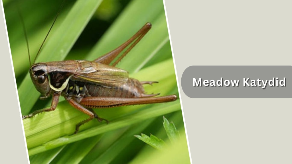 Meadow Katydid