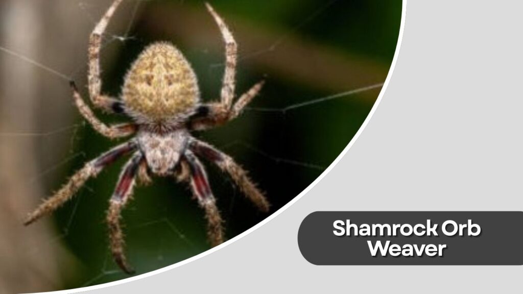Shamrock Orb Weaver