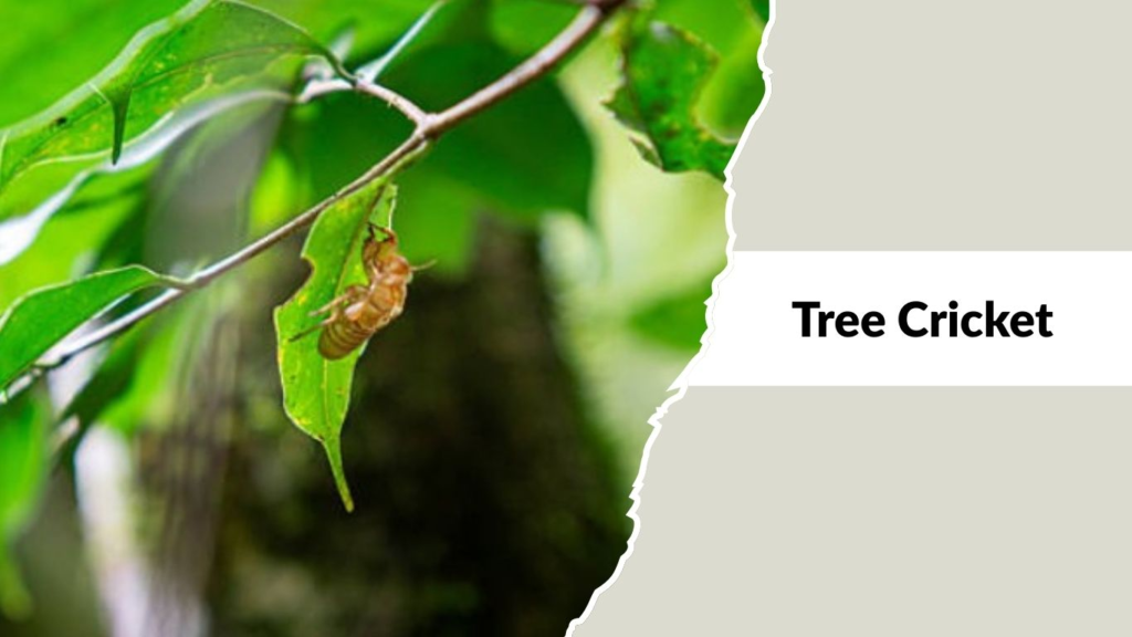 Tree Cricket