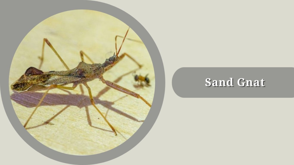 Sand Gnat