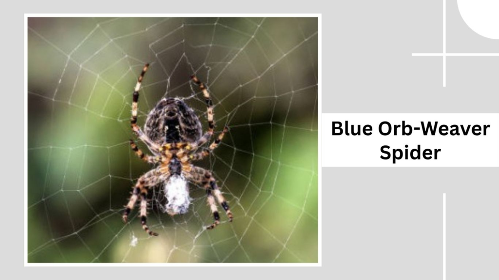 Blue Orb-Weaver Spider