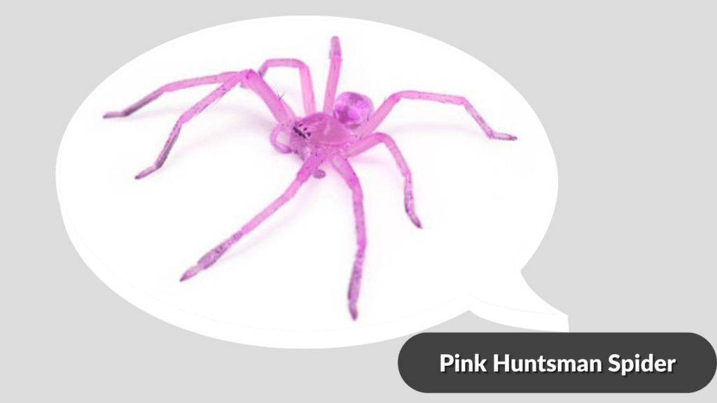 Pink Huntsman Spider