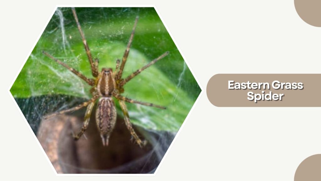 Eastern Grass Spider