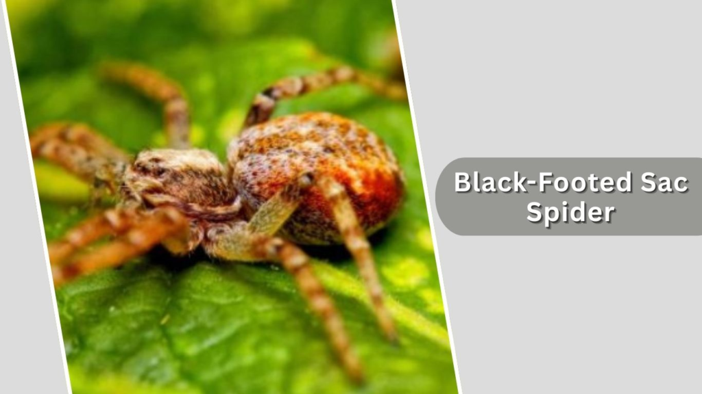 Black-Footed Sac Spider