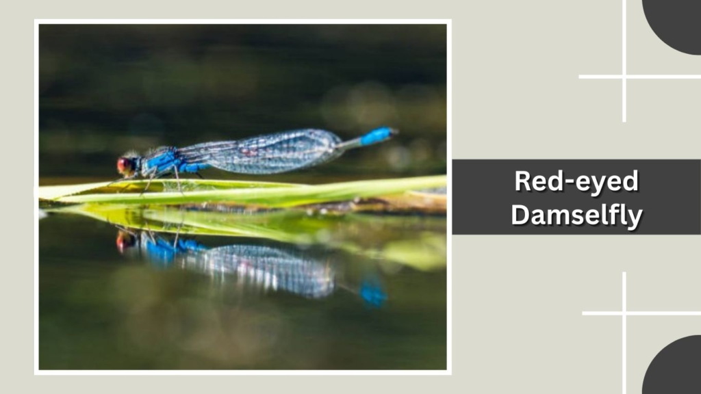Red-eyed Damselfly
