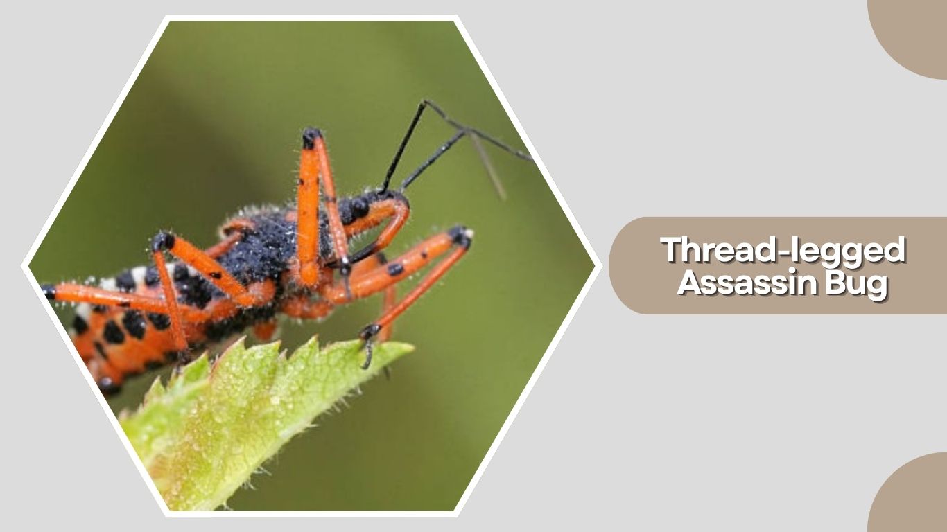 Assassin Bug Insect Identification 15 Types of Assassin Bug: Species Identification with Pictures