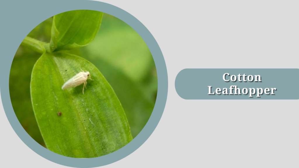 Cotton Leafhopper