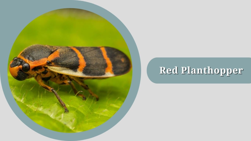 Red Planthopper
