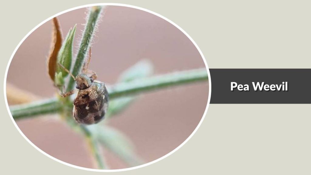 Pea Weevil