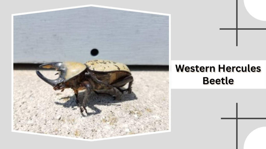 Western Hercules Beetle