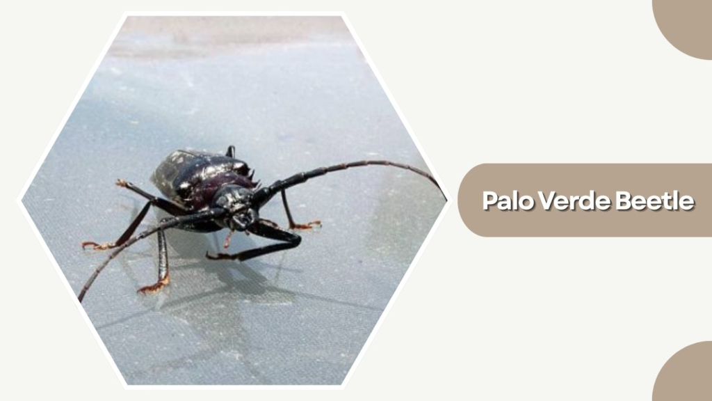 Palo Verde Beetle