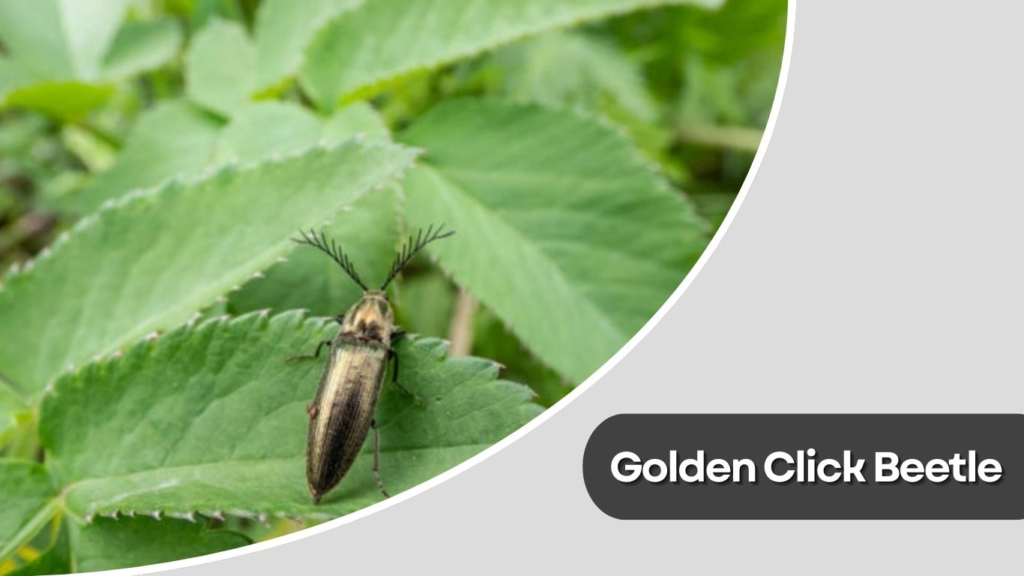 Golden Click Beetle