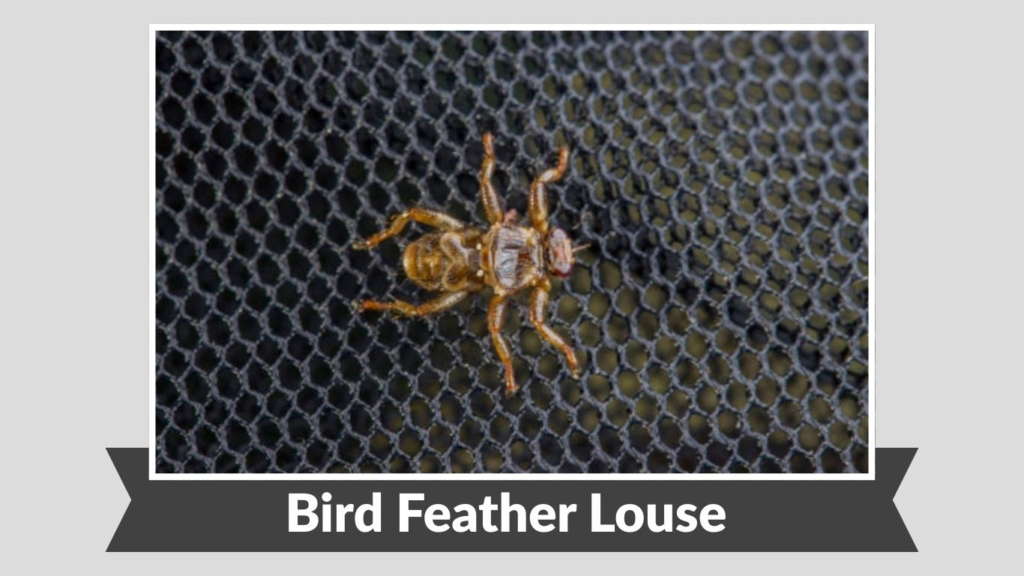 Bird Feather Louse