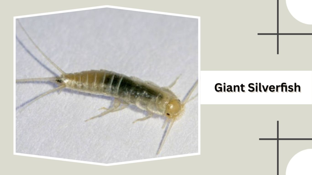 Giant Silverfish