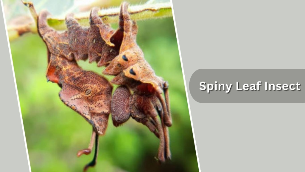 Spiny Leaf Insect